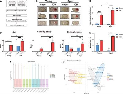 Analysis of Age-Dependent Transcriptomic Changes in Response to Intracerebral Hemorrhage in Mice